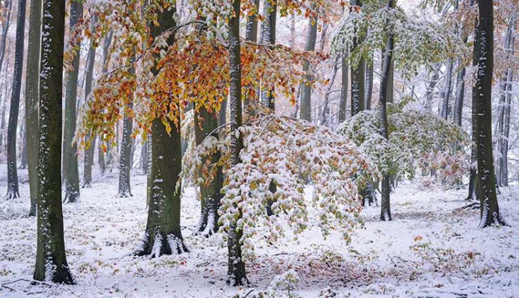 Winterwald am Neumuehler See