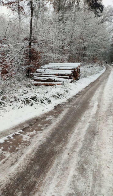 Stämme am Waldrand