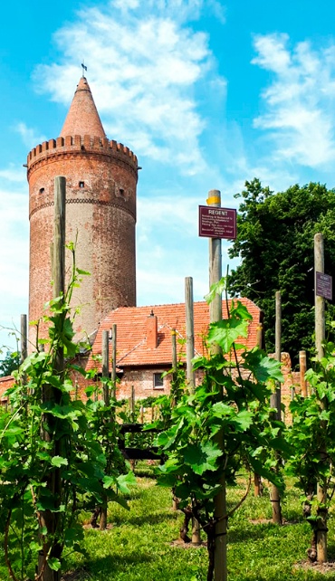 Aus dem Garten