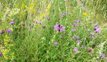 Hummel auf einer Wiesen-Flockenblume