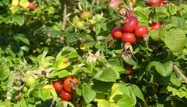 Saftig rote Hagebutten