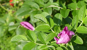 Rosa blühende Rose