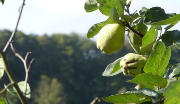 Grüner Birnenzweig