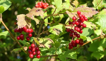 Leckere Cranberrys