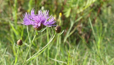 Blühende Wiesen-Flockenblume