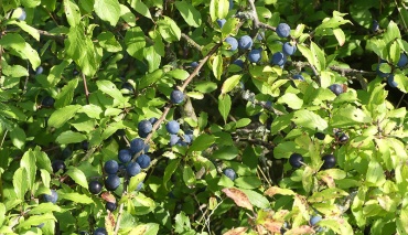 Leckere Blaubeeren