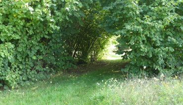 Weidendom bildet Tunnel