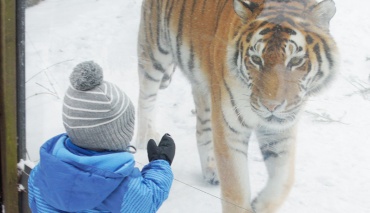 Kleinkind sieht einen Tiger von ganz Nahem