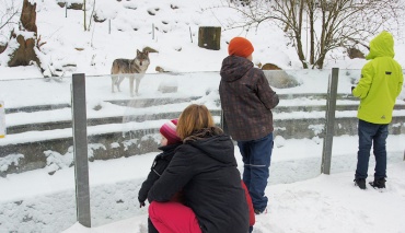 Familie beobachtet die Wölfe