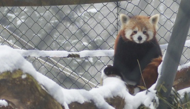 Waschbär beobachtet die Umgebung von einem Baumstamm aus