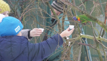 Die Kinder füttern die Loris