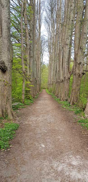 Waldweg eingerahmt von einer Baumallee am Schaalsee