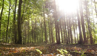 Ein Spaziergang durch den Wald!