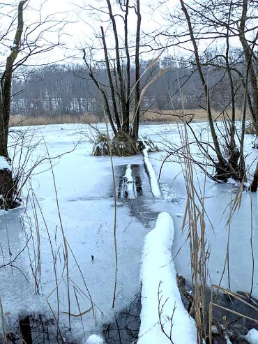 vereister Neumühler See mit kleinen Bauminseln in Ufernähe