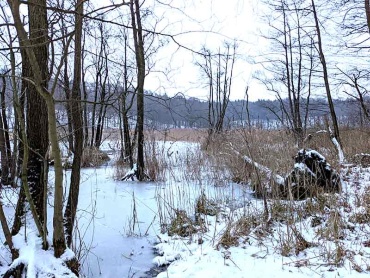 Vereiste Schilfuferböschung am Neumühler See