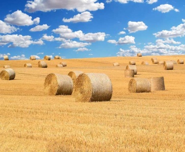 Strohballen auf Feld