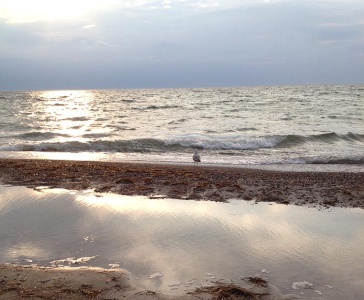 Strand auf Ruegen mit Möwe